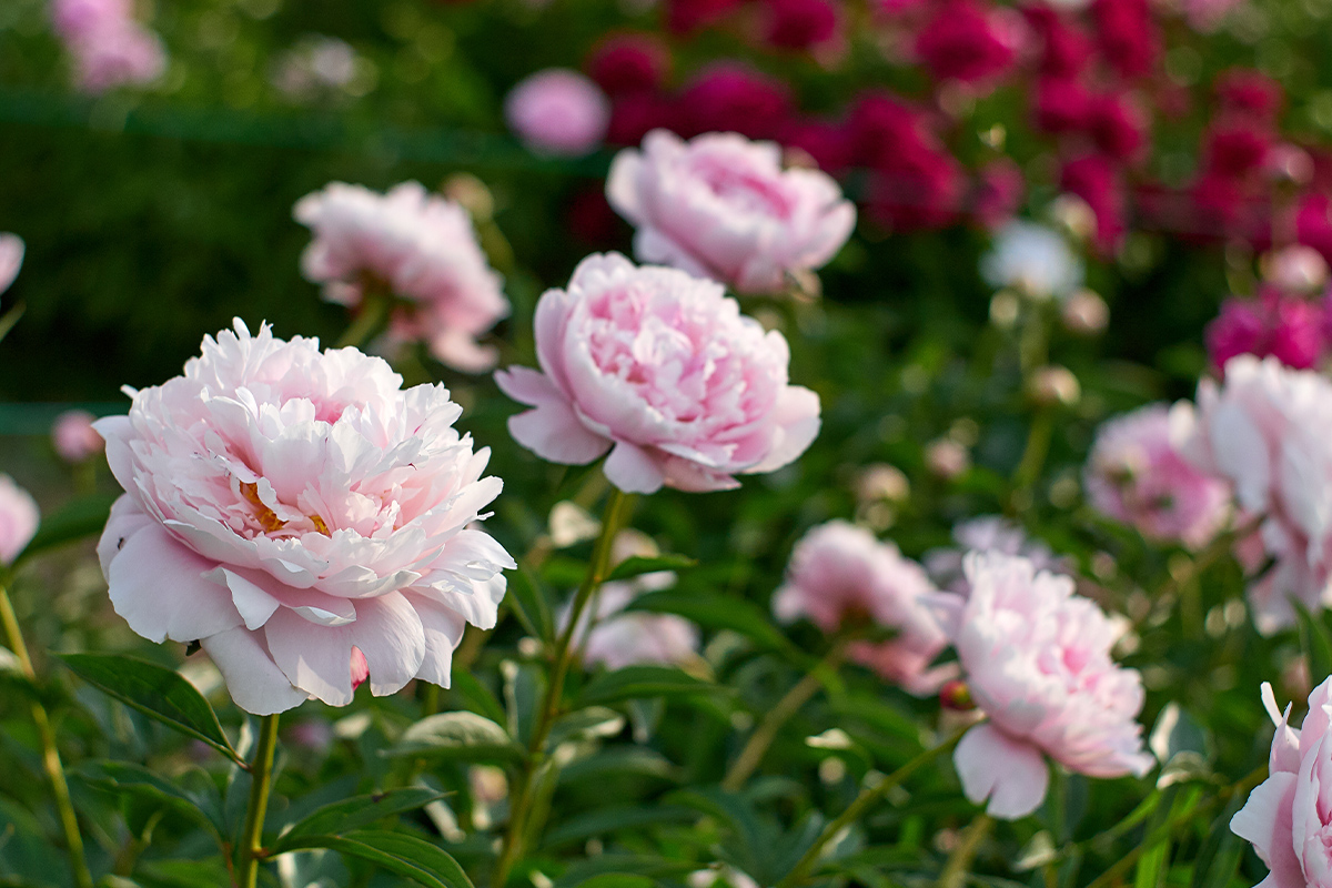 Palmers Market Darien Flowers Floral Peonies Palmer's Darien